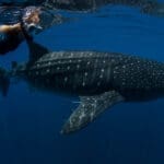 whale-shark-10