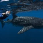 whale-shark-3